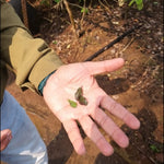 Man Behind The G-Shot