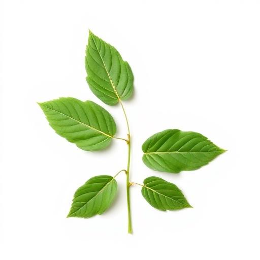 Brahmi